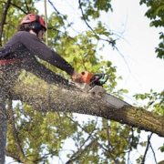 Profitable Tree Service with Recurring Revenue in NJ